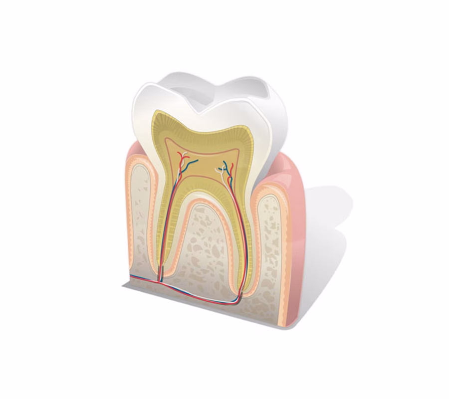 Endodonzia